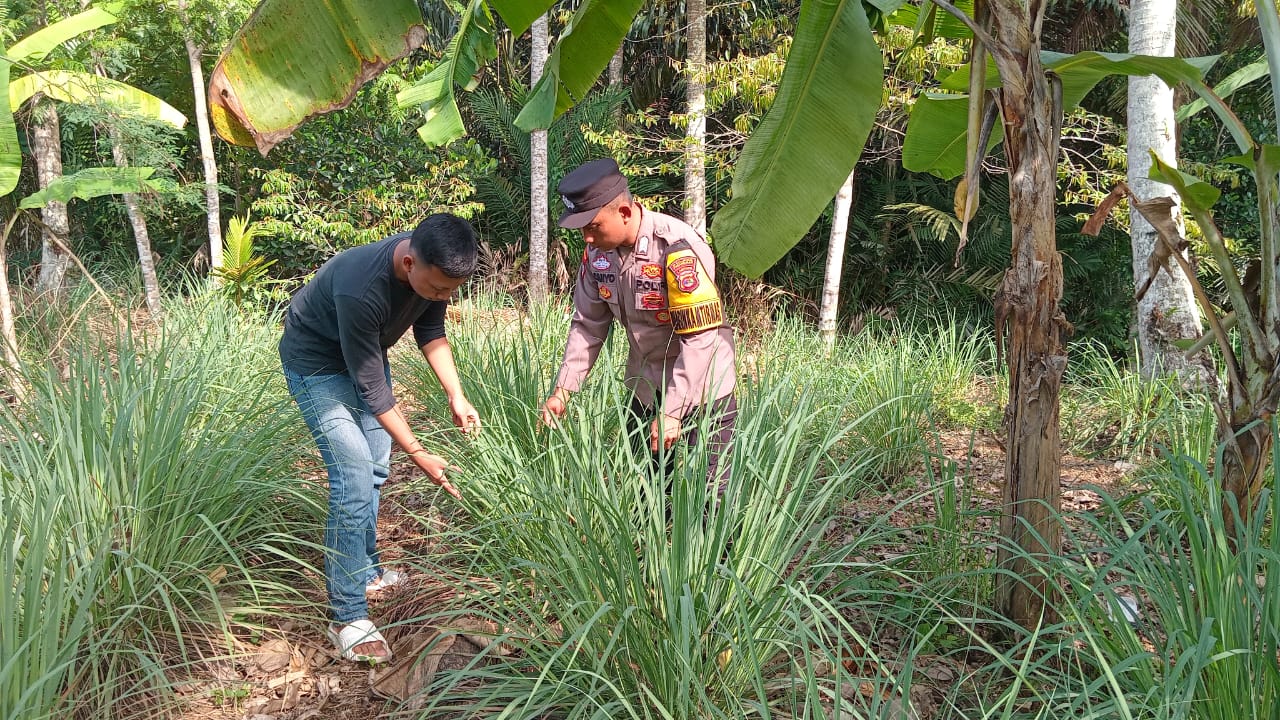 Bhabinkamtibmas Polsek Padang Cermin Edukasi Warga Pertanian Ubi Talas dan Serai Dapur