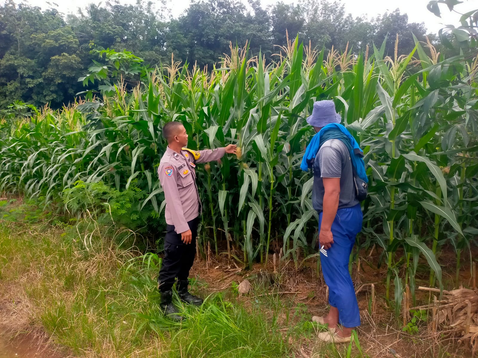Dukung Ketahanan Pangan, Bhabinkamtibmas Polsek Gedong Tataan Sambangi Kebun Jagung di Desa Binaan