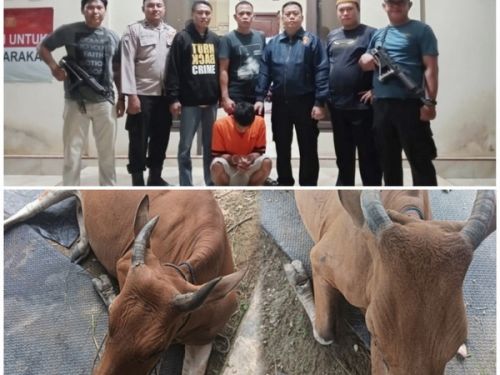 Kurang Dari 24 Jam, Polsek Gedung Aji Tangkap Pelaku Pencurian Ternak Menggunakan Mobil Truk