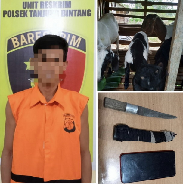 Polsek Tanjung Bintang Tangkap Pencuri Kambing