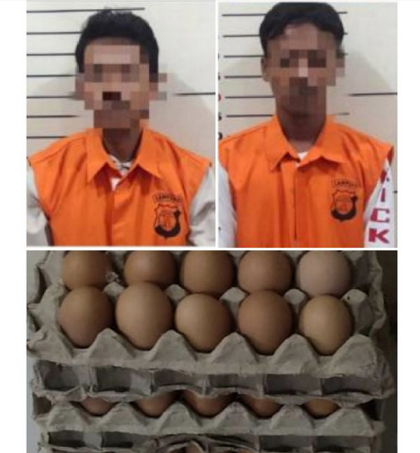 Mencuri Ratusan Butir Telur, Ditangkap Polisi