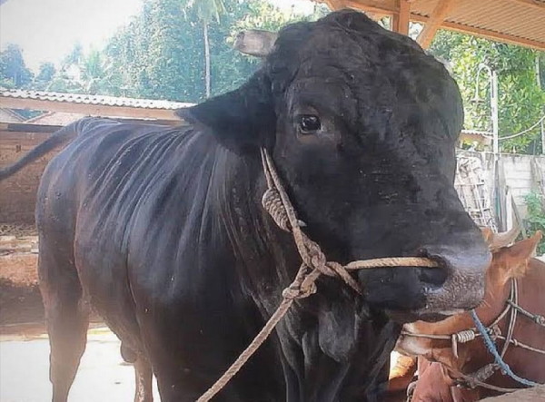 Sapi asal Lampung Selatan terpilih menjadi Hewan Qurban Presiden Jokowi