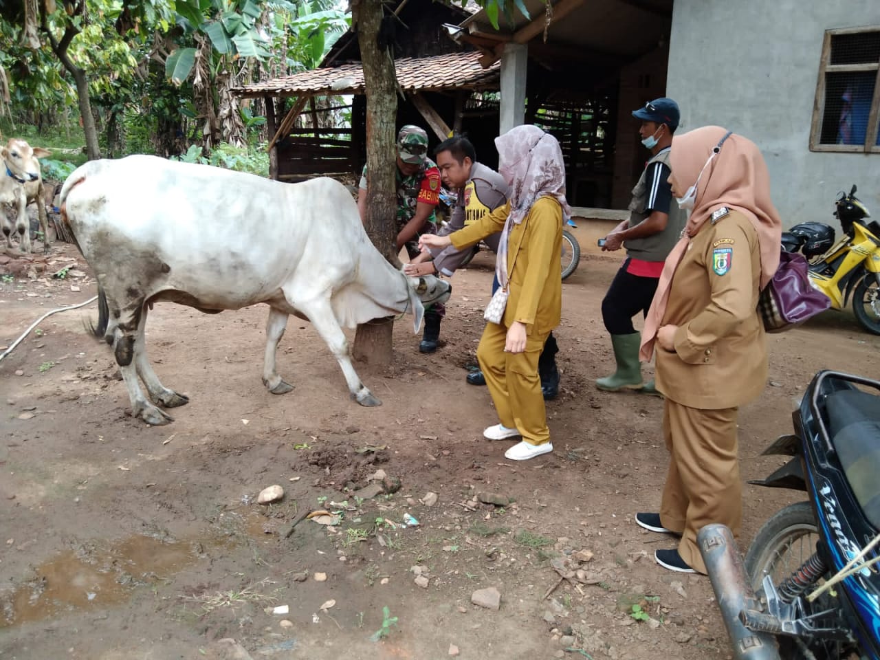 Polres Pringsewu Lakukan Pendampingan Vaksinasi PMK
