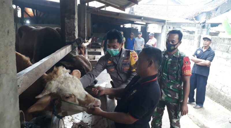 Jelang Idul Adha 1443 H, Polres Lampung Tengah dan Jajaran Terus Lakukan Pendampingan serta Pengawasan Terkait Penanganan PMK
