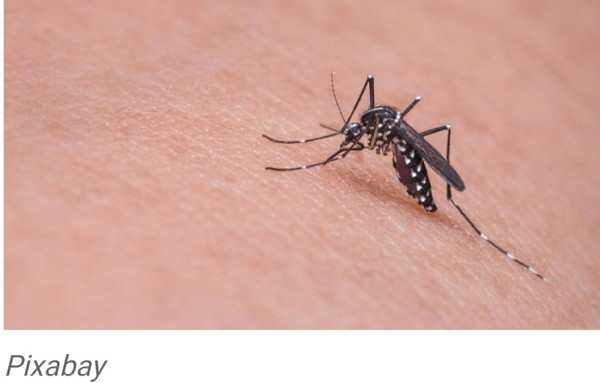 Nyamuk Bikin Meresahkan, Ini 6 Bahan Alami yang Ampuh Mengusirnya